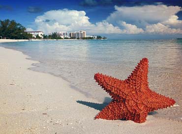 Starfish Nassau Bahamas Sand Picture