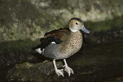 Duck Bahama-Pintail Summer-Duck Bird Picture