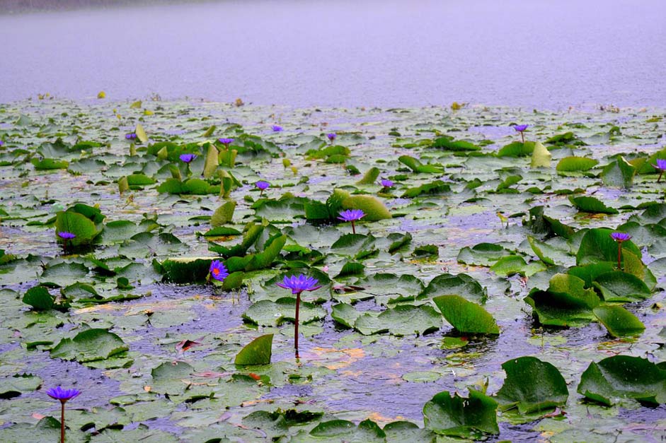 Water-Lily Flower National Bangladesh