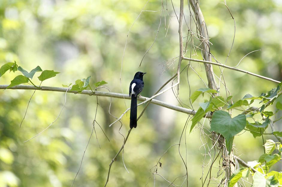  Bird Nature Bangladesh
