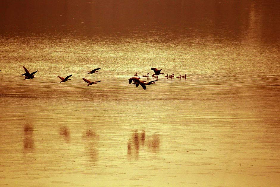  Bird River Bangladesh