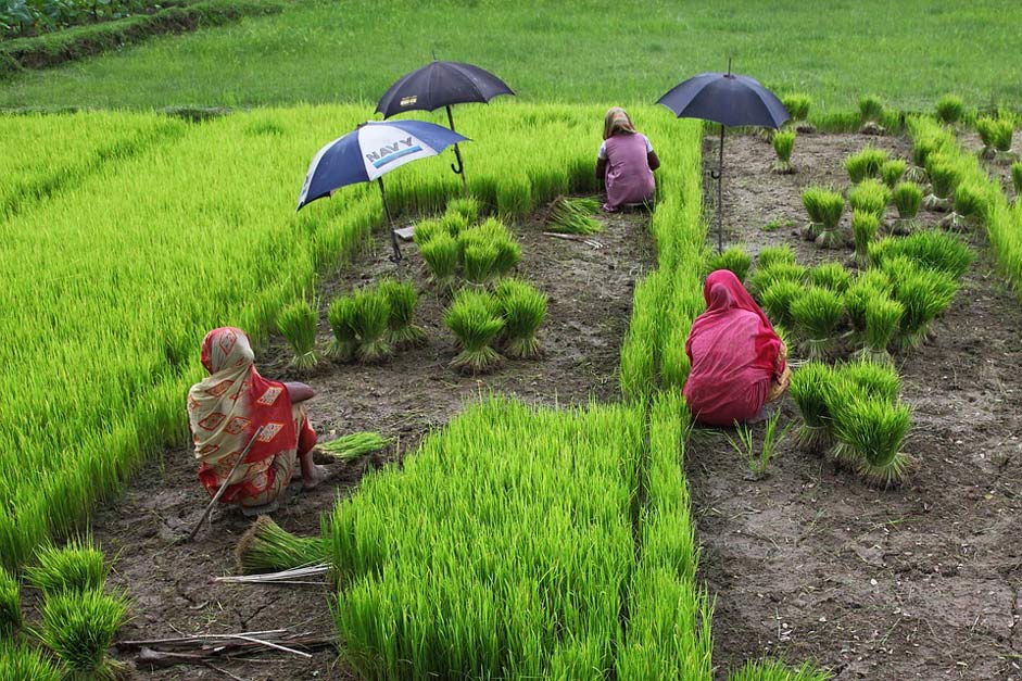  Rice Women Bangladesh
