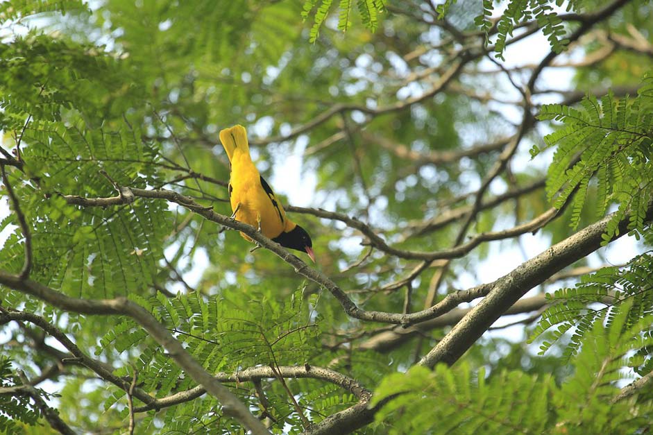 Nature Bird Yellow Bangladesh
