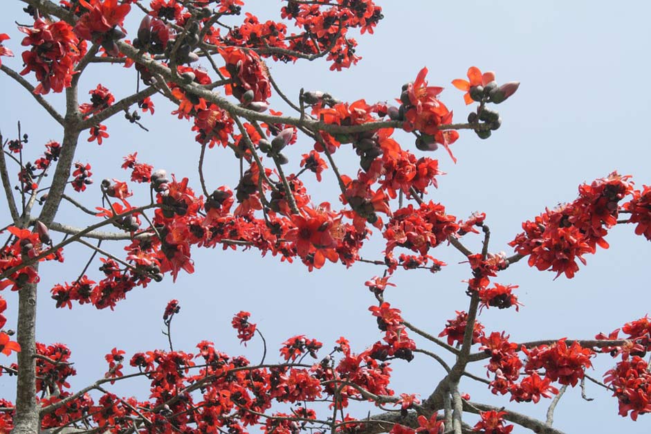 Tree Flower Silk-Cotton Bombax-Ceiba