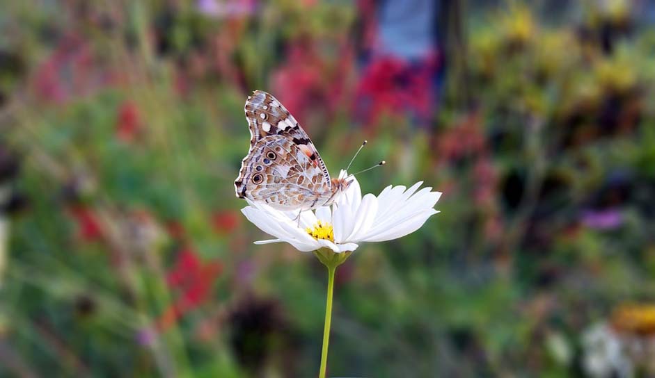 Macro-Photography Macro Matting Butterfly