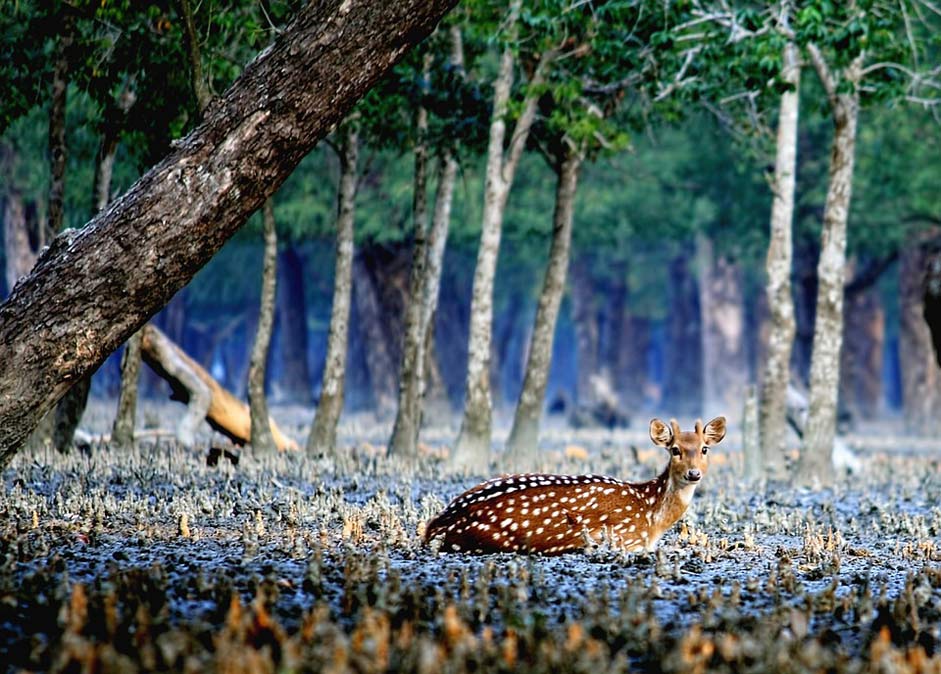  Bangladesh Sundarban Deer