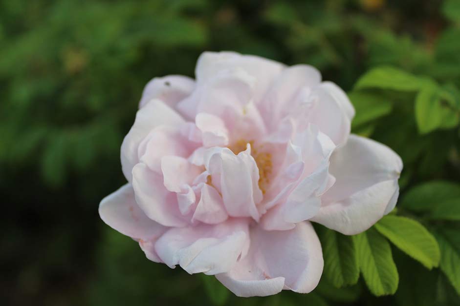 Close-Up-Shot Rose White-Rose Flower