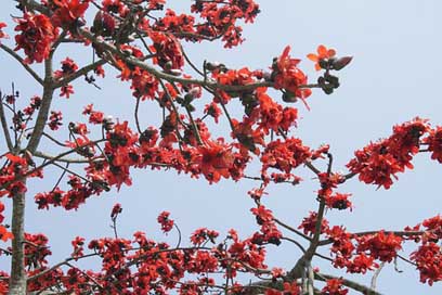 Bombax-Ceiba Tree Flower Silk-Cotton Picture
