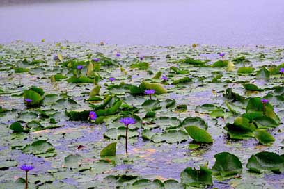 Bangladesh Water-Lily Flower National Picture