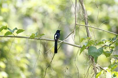 Bangladesh  Bird Nature Picture