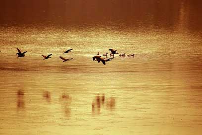 Bangladesh  Bird River Picture