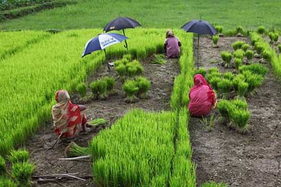 Bangladesh  Rice Women Picture