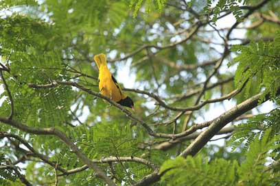 Bangladesh Nature Bird Yellow Picture