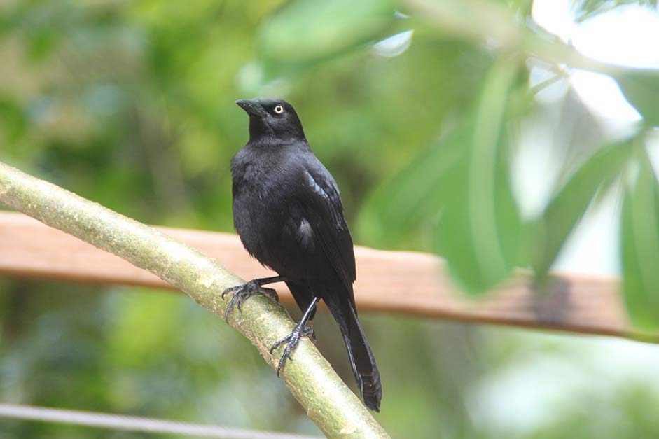 Tree Nature Barbados Bird