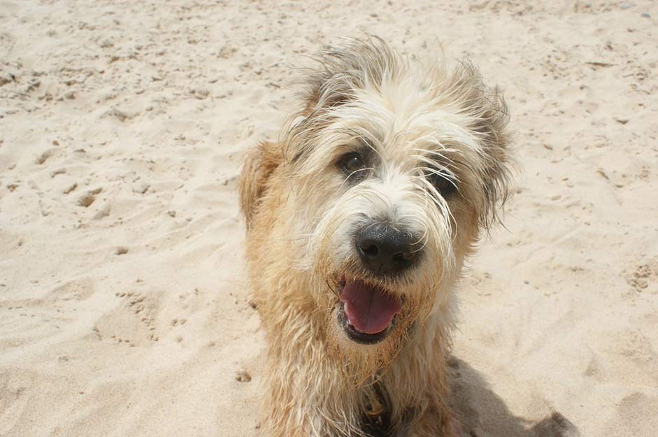 Smile Beach Barbado-Da-Terceira Dog