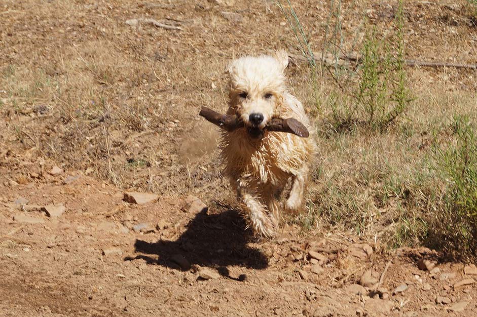 Racing Play Stick Dog