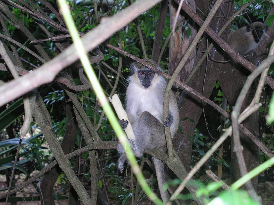 Green Animal Barbados Green-Monkey