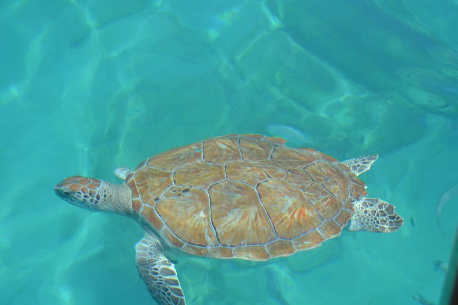 Turtle Sea Summer Holidays