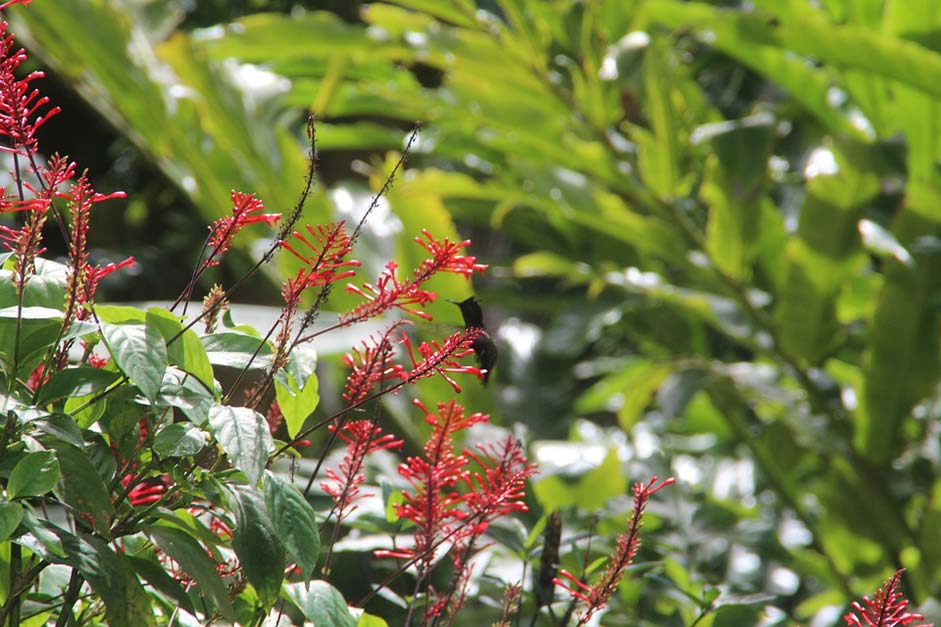 Bird Nature Barbados Hummingbird