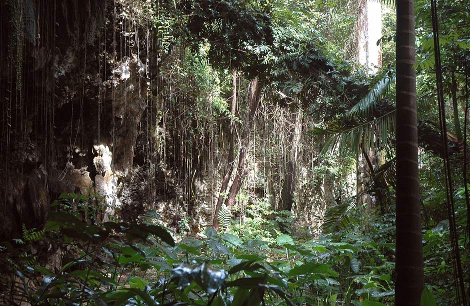 Tree Vines Barbados Jungle