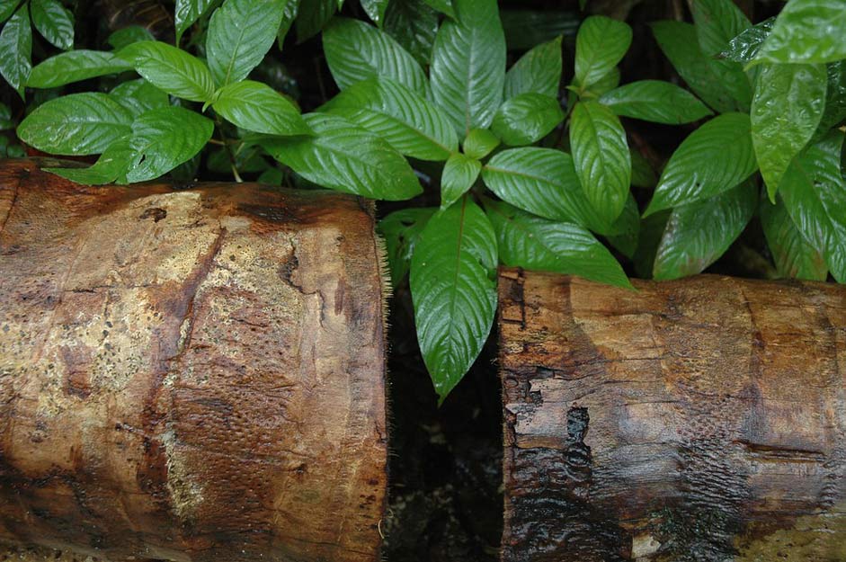 Tropical Barbados Log Jungle