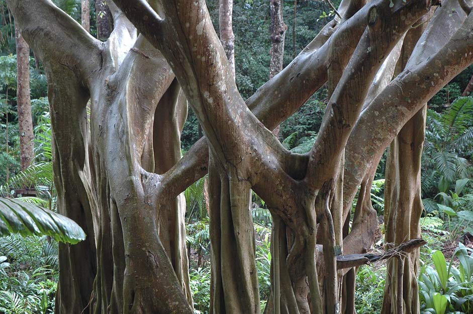 Tree Barbados Trees Jungle