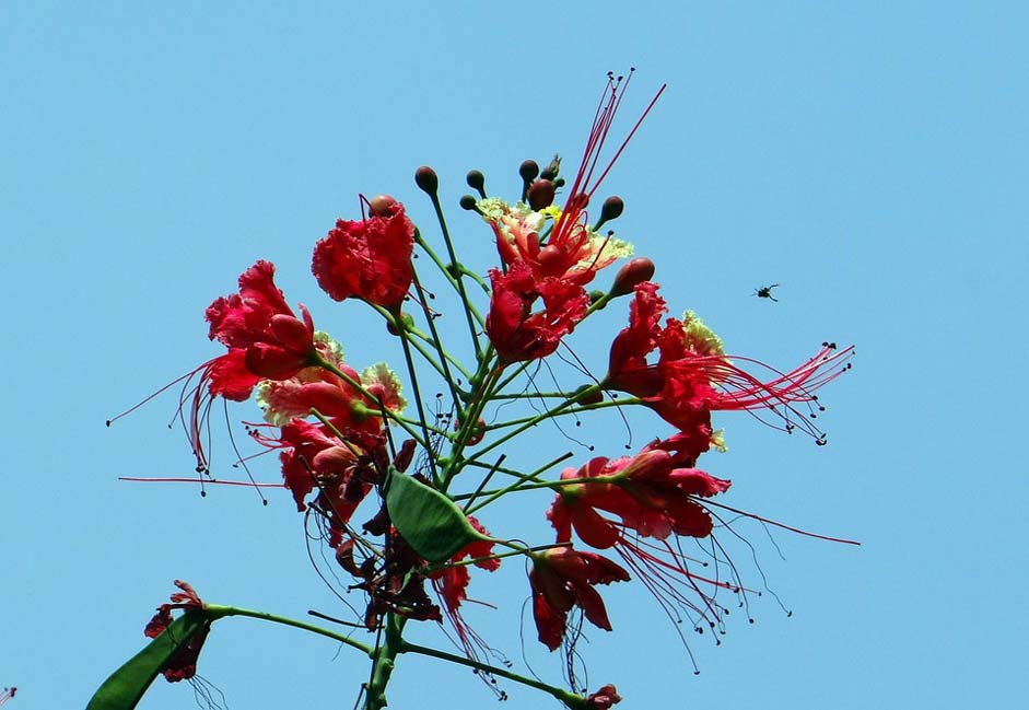  Dwarf-Poinciana Pride-Of-Barbados Peacock-Flower