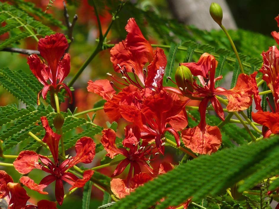 Orange Reddish Flowerd Peacock