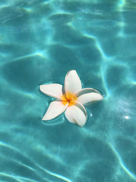 Vacation Tropical Flowers Pool