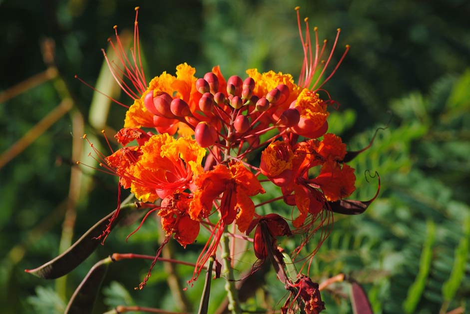 Bright Orange Flower Pride-Of-Barbados