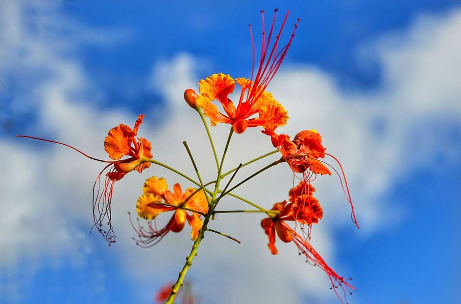  Pride-Of-Barbados Peacock-Flower Red-Bird-Of-Paradise