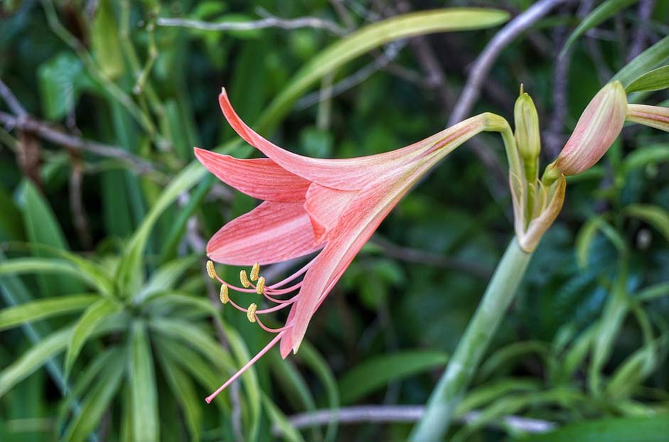Red Pink Lily Striped-Barbados-Lily