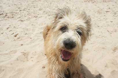 Dog Smile Beach Barbado-Da-Terceira Picture