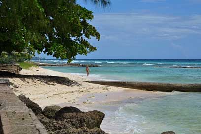 Barbados Coast Palm-Trees Beach Picture