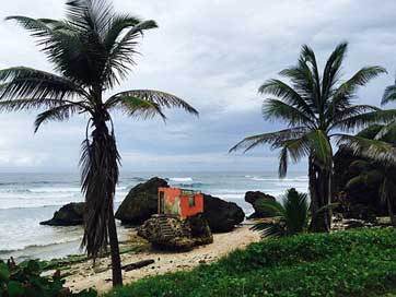 Barbados Caribbean Tropic Beach Picture