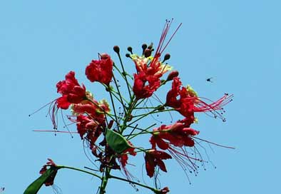 Peacock-Flower  Dwarf-Poinciana Pride-Of-Barbados Picture