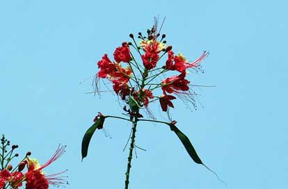 Peacock-Flower  Dwarf-Poinciana Pride-Of-Barbados Picture