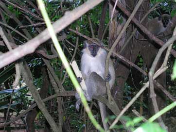 Green-Monkey Green Animal Barbados Picture