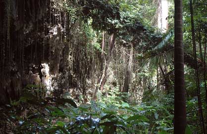Jungle Tree Vines Barbados Picture
