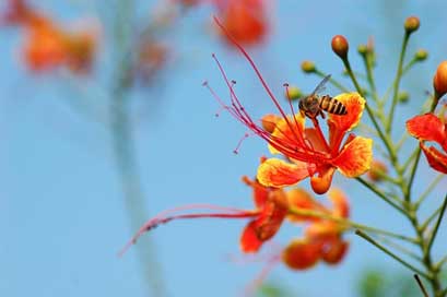 Bee Barbados-Pride Macro Insect Picture