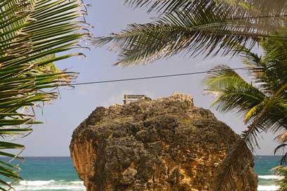 Barbados Seascape Beach Palm-Trees Picture