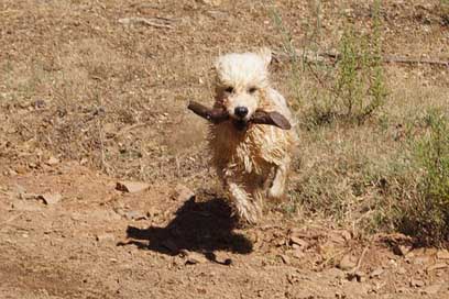 Dog Racing Play Stick Picture