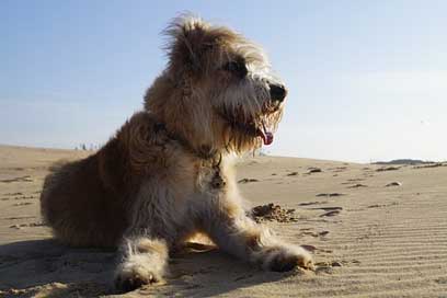 Barbado-Da-Terceira  Portugal Dog Picture