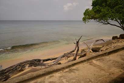 Barbados Beach Coast Sea Picture