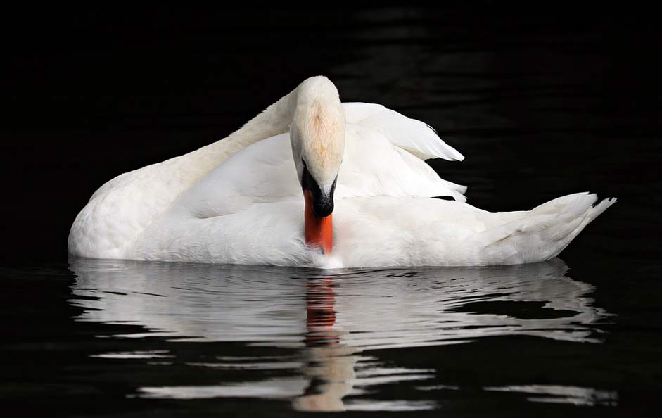 Romantic Swan Bruges Belgium