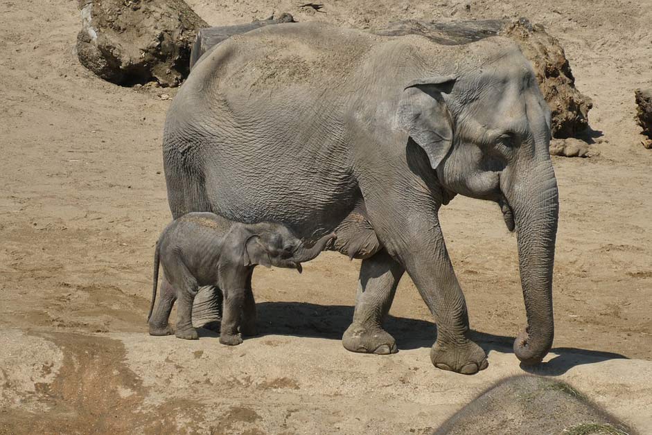 Planckendael Zoo Young-Elephant Elephant-With-Boy
