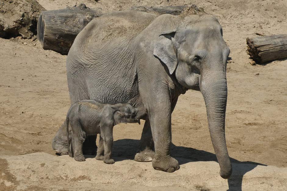 Mechelen Belgium Zoo Elephant-With-Boy