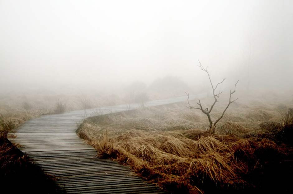 Plant Nature Autumn Fog