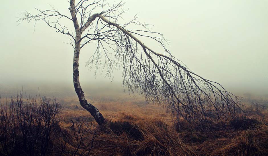 Birch Moorland Moor Fog