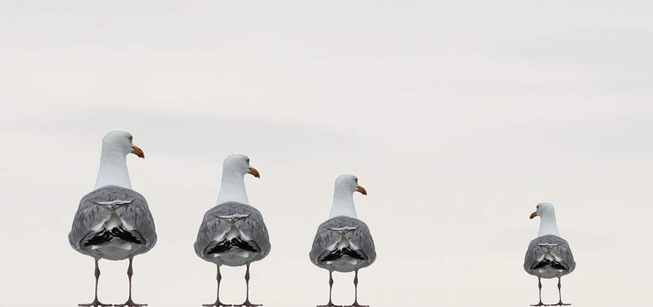 Background-Image Composing Fun-Photo Gulls